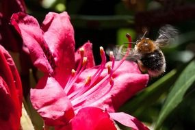 rhododendron flower and a bee