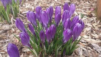 natural purple crocuses in spring