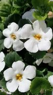 white flowers petals