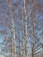 straight trees of a birch grove