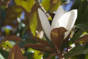 White flower and green leaves