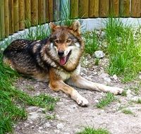 wolf in the paddock at the zoo