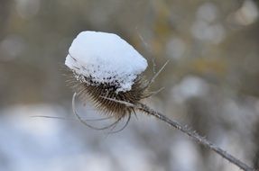 plant thistle snow perfect