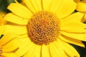 yellow daisy close-up