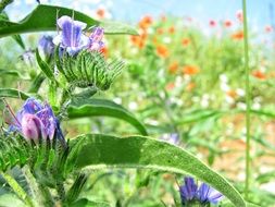 close-up shot of flowers in the meadow