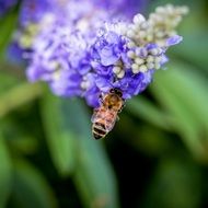 Honey bee on a flower