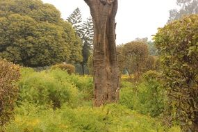 trees in park, india, chandigarh