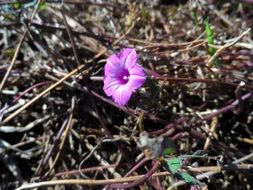 extraordinarily beautiful purple flower