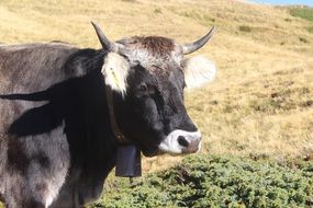 perfect cow grey brown