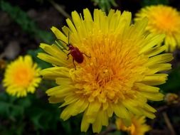 insect on the yellow dandelion