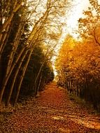 trees with yellow leaves near the trail in the forest