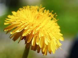 terrific dandelion