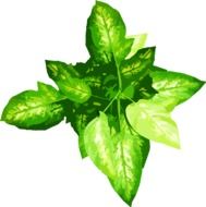 green plant leaves drawed