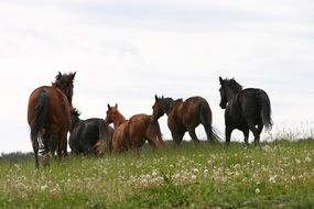 horses in a meadow