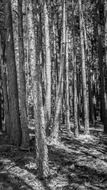 wood trees trunk