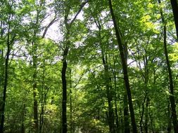 trees with green leaves in the environment