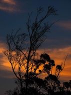 landscape of dry tree on sunset background in africa