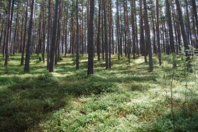 forest nature in the sunshine
