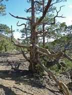 Zuni-Bandera - volcanic field in the Zuni mountains
