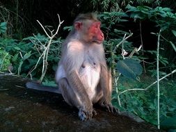 monkey with red face