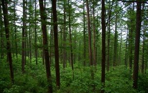 Landscape of the beautiful green forest in the Republic of Korea