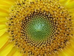 Center of sunflower