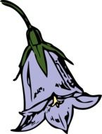 harebell flower drawing