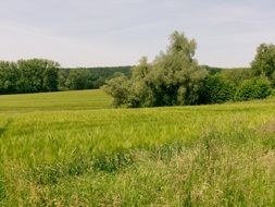Landscape of the meadow meadow with green and yellow grass