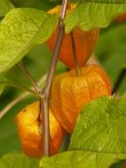 physalis on a branch with green leaves