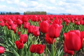 red tulips flowers field