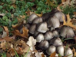 closeup photo of screen mushrooms in a forest