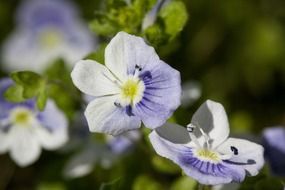 small white and purple flowers