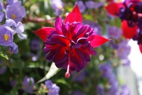 closeup photo of red and purple flower on a fuchsia bush