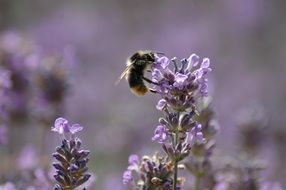 big bee among flowering plants close up