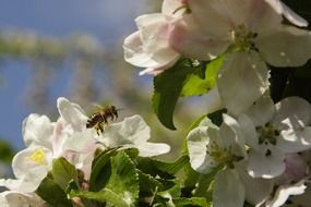 honey bee on apple tree blossoms