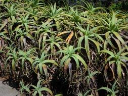 A lot of aloe plants