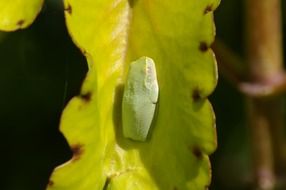 tiny tree frog on green leaf