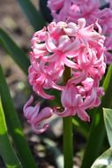 Sunny pink vernal bloom