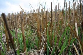 dry stubble on the field after harvest