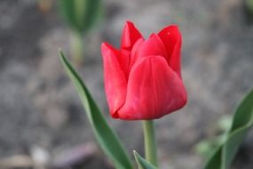 macro photo of red incredible beauty spring tulips