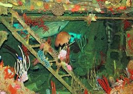 Colorful fishes and corals