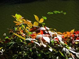 autumn golden leaves sunny shot