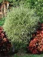 dwarf bamboo in India