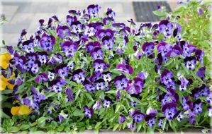 blue flowers bloom in teh garden on a blurred background