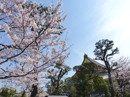 blossoming sakura in Japan