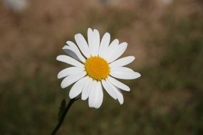 white daisie, blurred background