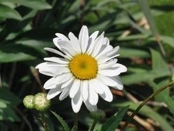 marguerite flower blossom closer view