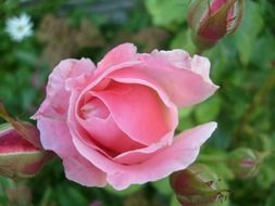 rose pink flowers flower roses