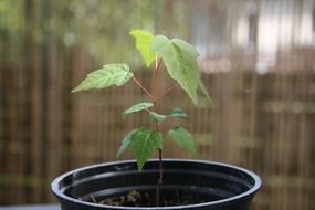 tree course plant