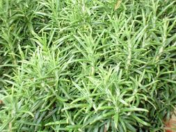 Green star brush